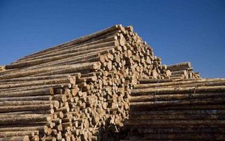 俄羅斯或?qū)⑷娼箤θA出口木材，背后原因及對建筑材料行業(yè)的影響